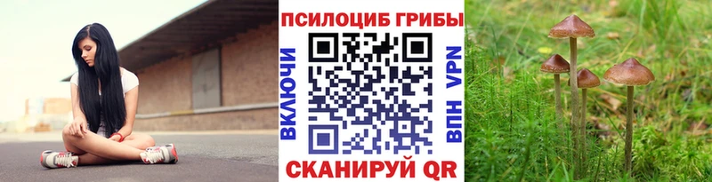 Купить закладки Почеп Галлюциногенные грибы Magic Shrooms